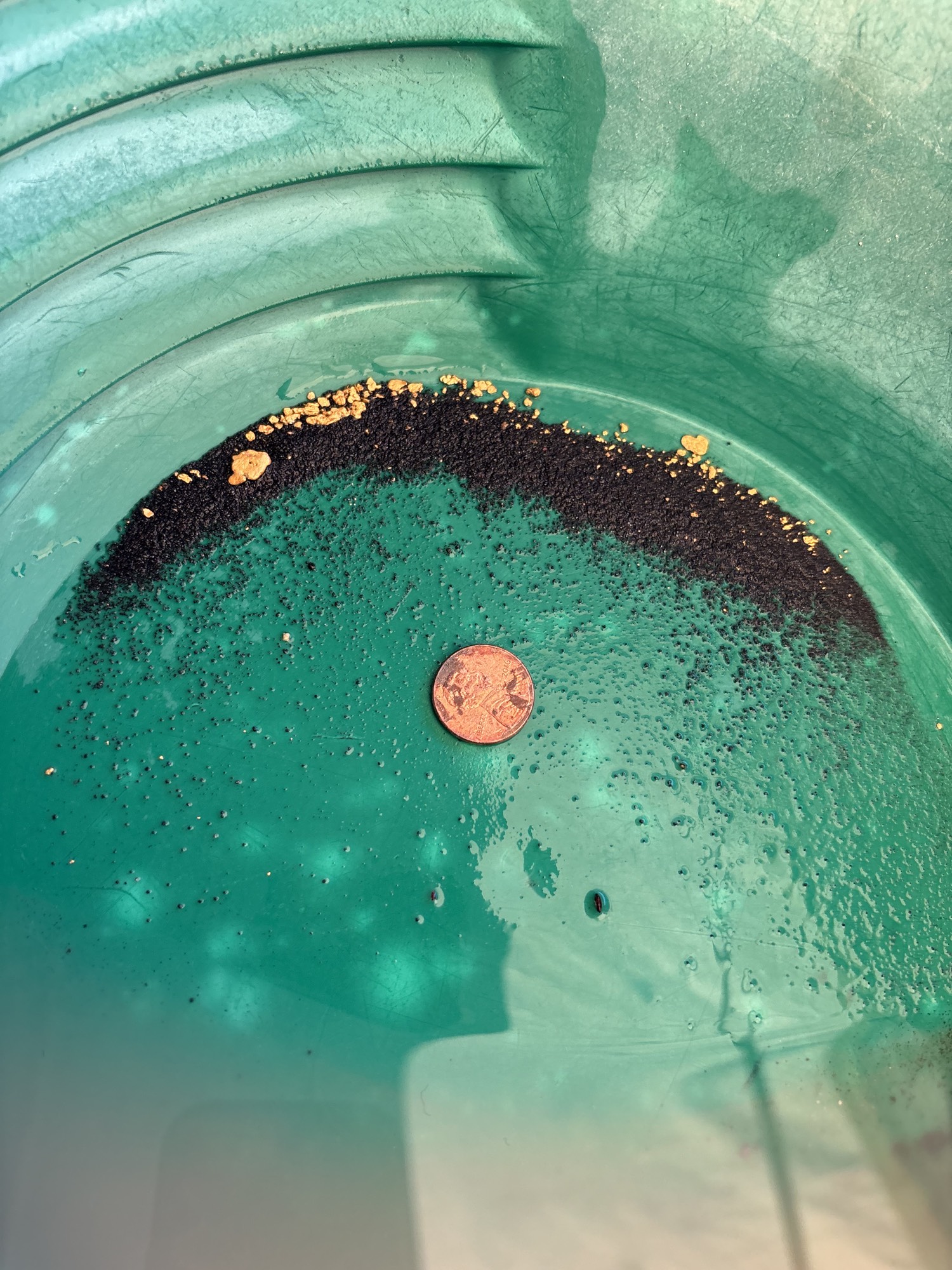 Gold pan with black sand and color, penny for scale